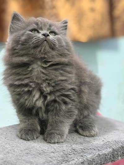 Perisan kitten Ready for new home with different prices