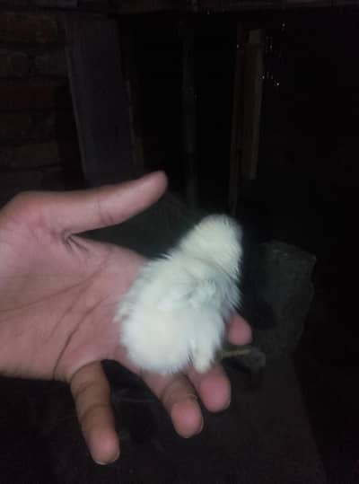 one murga and one murgi with four chicks home breed murgi