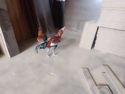 Aseel Murga Available For Sale High Quality