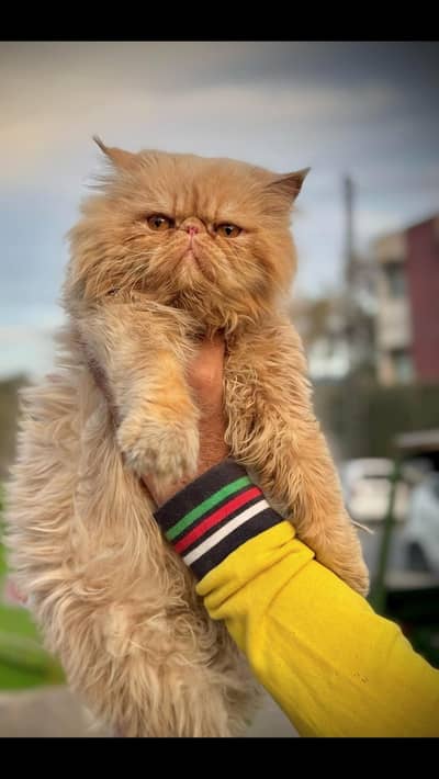 Top Notch Peki Face Male cat available | Piki Face Cat |