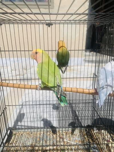 Love birds ready to breed