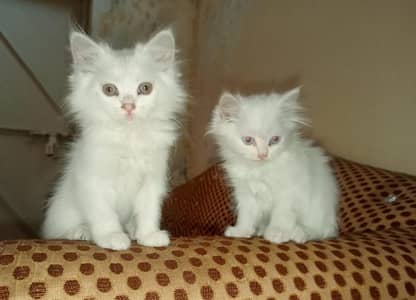 Cute Persian Kittens 3 Months Old Available