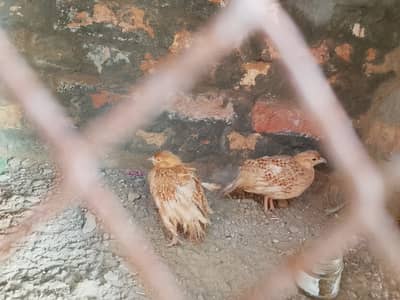 Teetar for sale in muzaffar garh