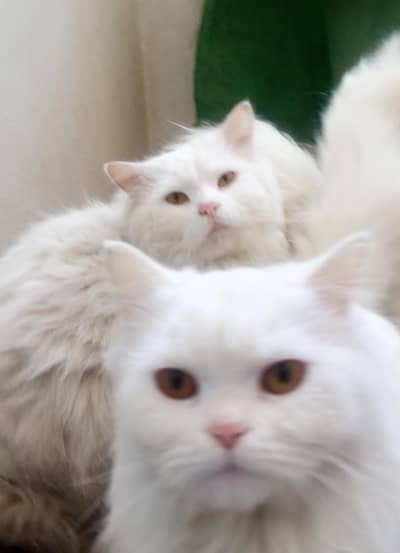 persian cats fo sale r urgently