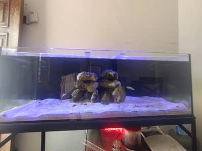 Saltwater Marine Reef Aquarium Tank setup