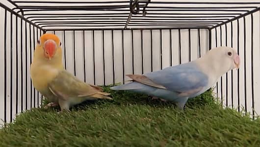 OPLINE PALE FALLOW /JAVA BUDGIES.