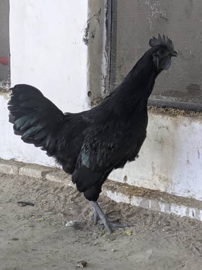ayam cemani top quality