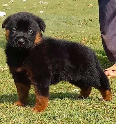 black german shepherd dog | Puppy | | Dog for sale | Long coat dog