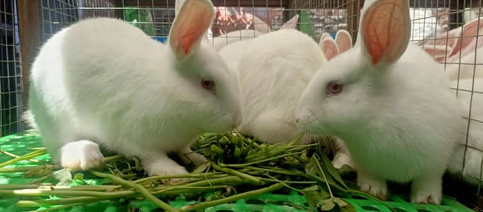 New Zealand white rabbit|Red eyes rabbits|breeder females| rabbit baby