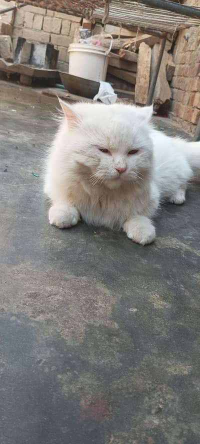 Healthy Persian Male Cat for Sale – Friendly & Beautiful