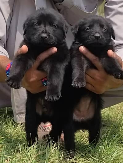 black german shepherd| Puppy | | Dog for sale | Long coat