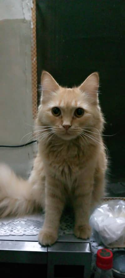 Cat Boarding Available - Safe Home 1000/Day