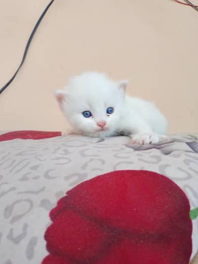 Persian pure punch and doll face kittens avail grey and  blue eyes