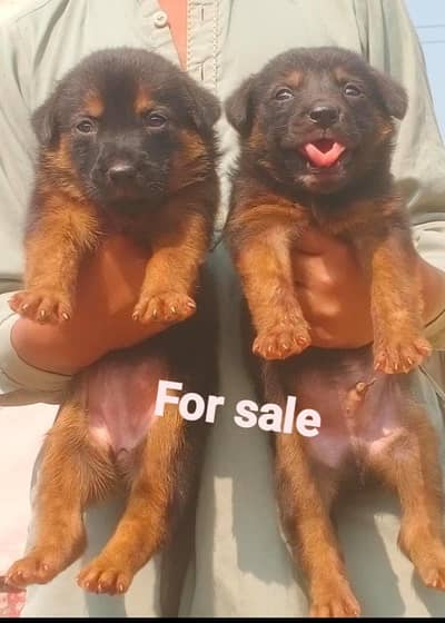 German shepherd | Puppy | GSD | Dog for sale | Long coat Puppy