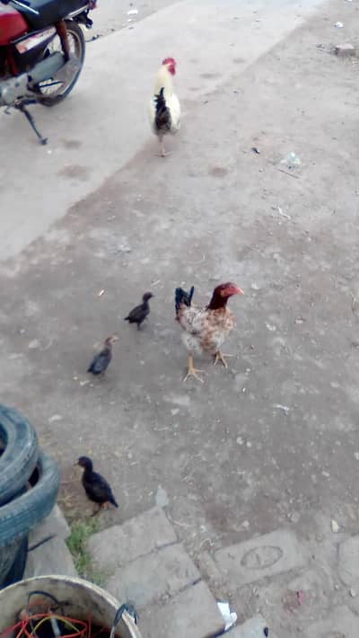 3 chiks 1 desi hen 1 murgha