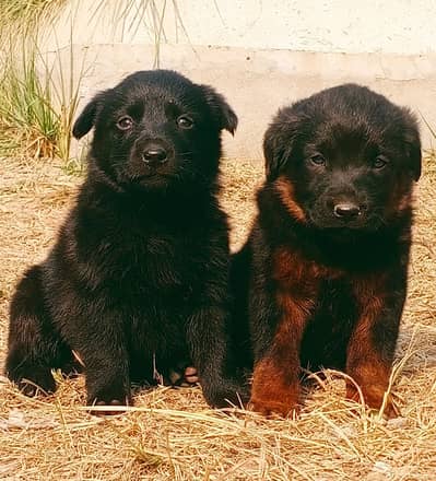 German Shepherd dog | Long Coat | Puppy | GSD | puppy for sale