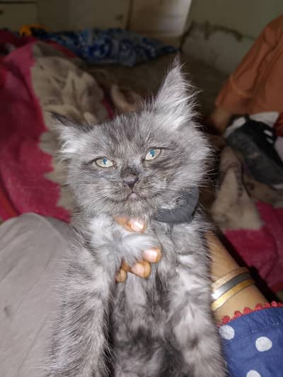 Persian baby cat 2 month old
