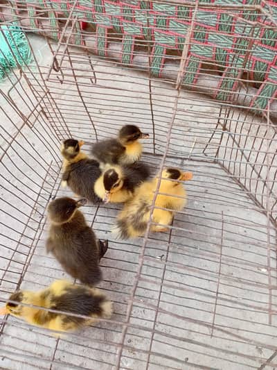 Duck chicks and breeders egg laying Available 03350661457