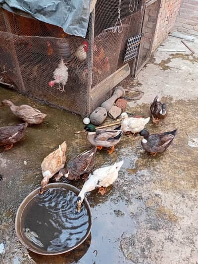 Duck  breeders egg laying Available 03350661457