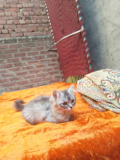 Persian Cat for urgent sale