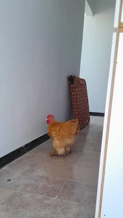 golden buff for sell