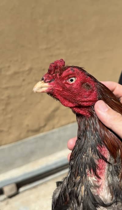 High class murgeh ,blue ring eyes ,cureezon me laga hoa h