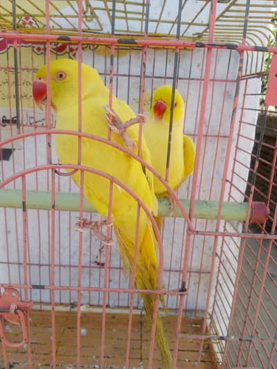 For Products “Best Quality at Unbeatable Prices!” “Limited Time Offer