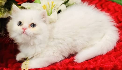Persian kittens