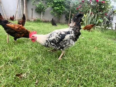Desi Murga/Hen Rooster
