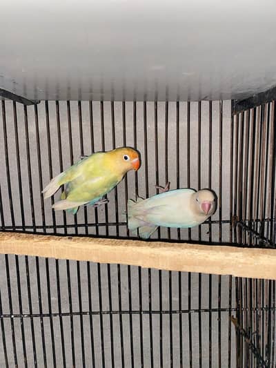 Love birds and cocktails