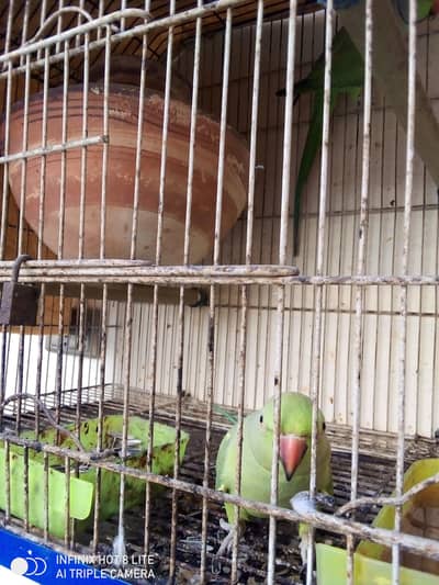 breeder green parrots