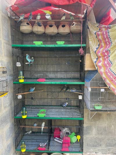 Budgies Setup Ready To Breed