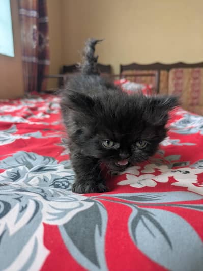 urgent sale Kittens
