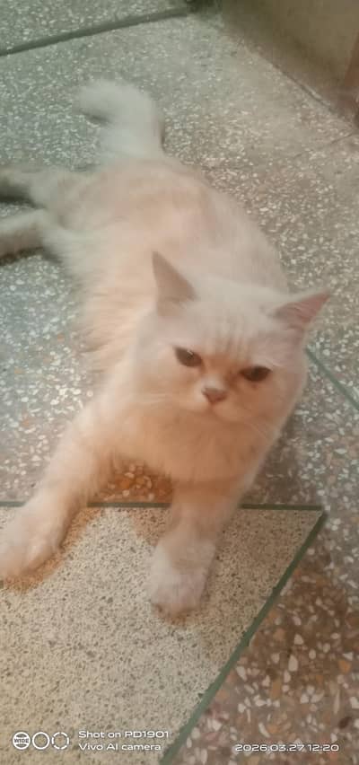 one female 1.5 years and one male 2months