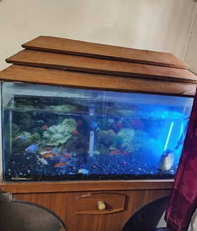 Large Size Fish Aquarium  with fishes for Sale