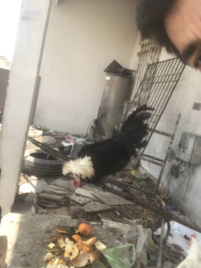 Very healthy & active