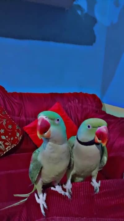 Green parot/ parrot/ Raw parrot/ pair for sale/ Breeder pair/