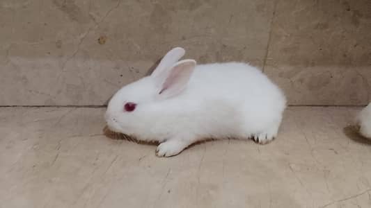 Red Eyes Rabbits Babbies