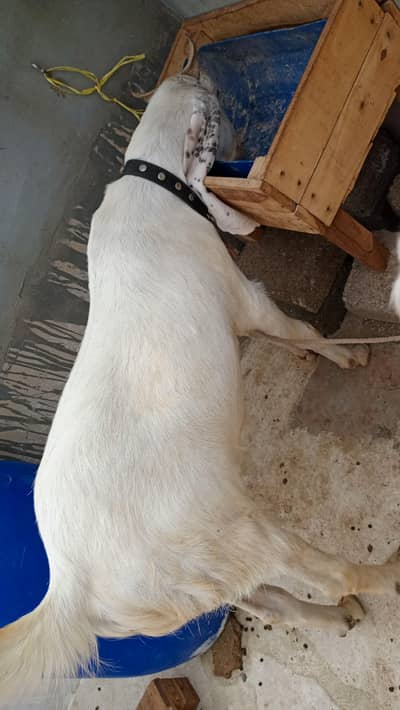 gulabi khassi bakra for sale