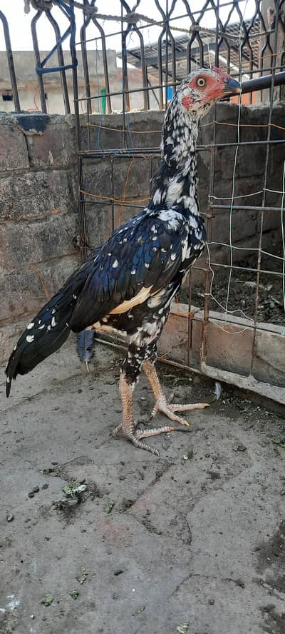 Turkish X Thai Chick pair