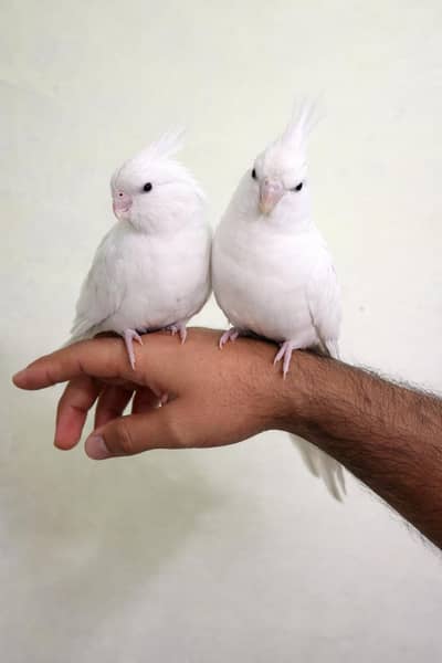 Whatsapp par msg Kara 03280464882