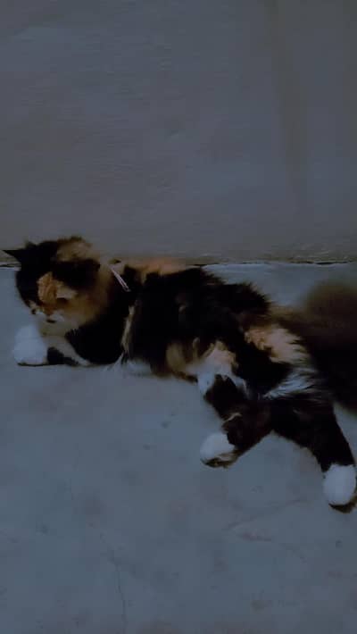 femail cat and her kid