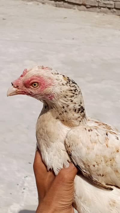 aseel hens and chicks for sale