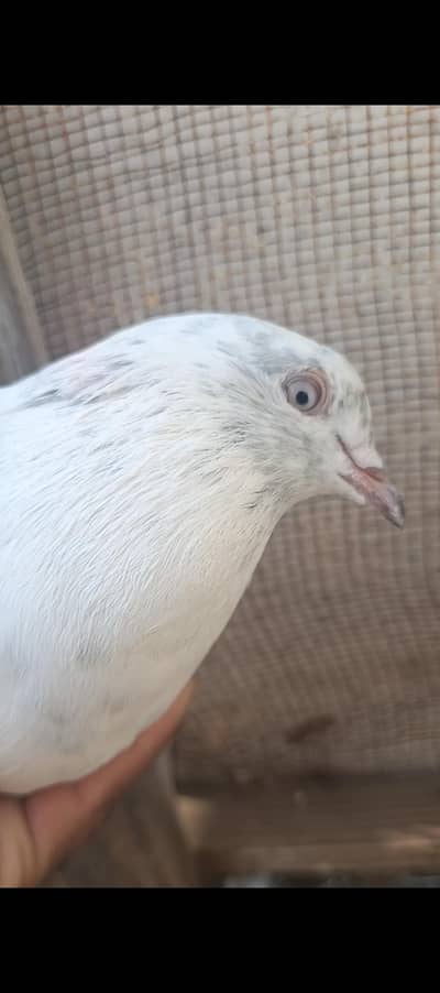 saleta male. saleta male patha. male young for sale