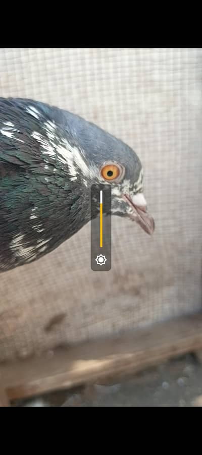 saleta male. saleta male patha. male young for sale