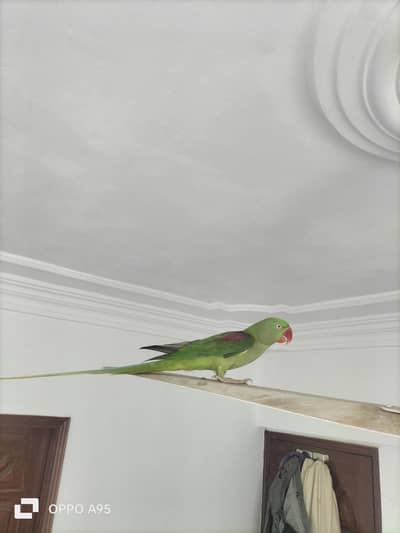 Kashmiri pahari female breeder & Cage 03248203246