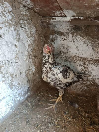 awais muhammadawai03167139417