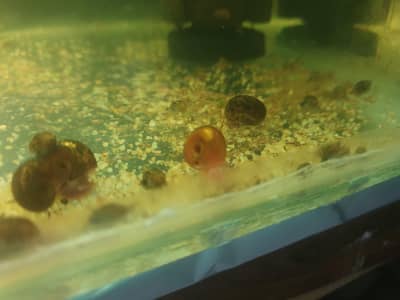 5 live Ramshorn Snails