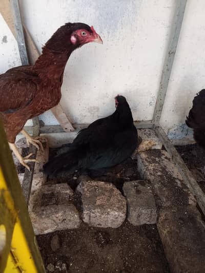 Aseel+ desi egg laying hen with aseel