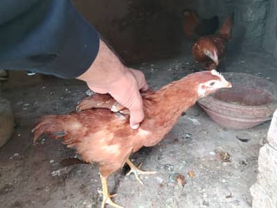 Hens / murgi